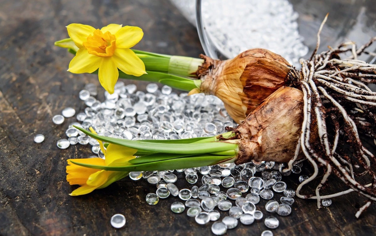 deux bulbes de jonquilles en fleur déterrées sur un parterres de petits cristaux et un sol en bois fonce