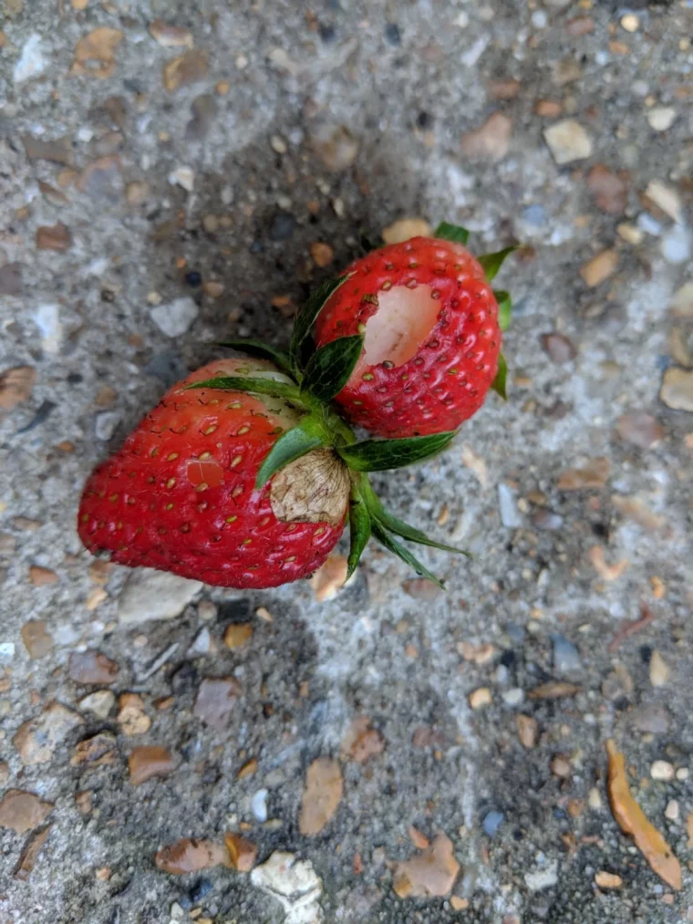 deux fraises rouges sur le sol