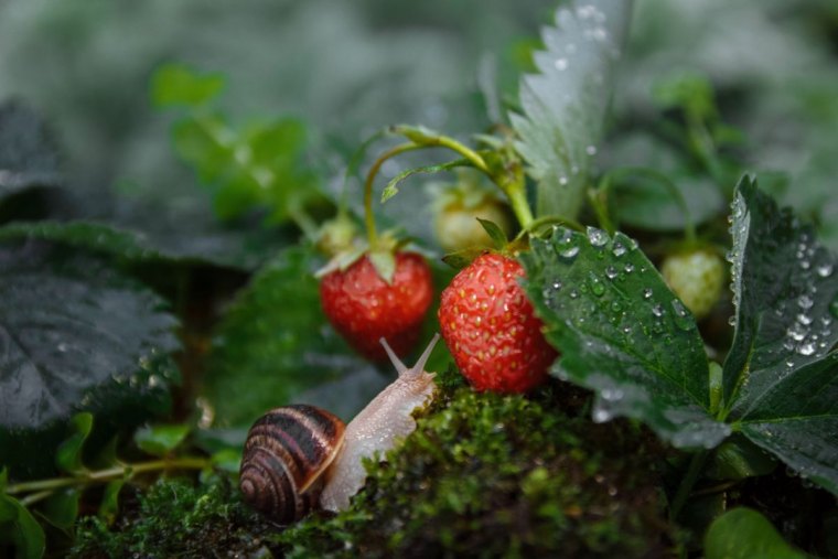 deux fraisiers feuilles verts avec goutte d eau et un escargot