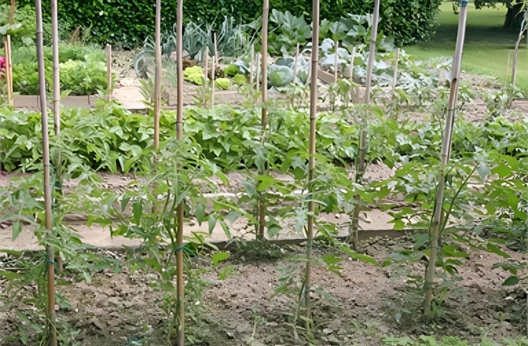 deux rangees de plants de tomates en premier plan avec des tuteurs en bamboo sur fond de potager