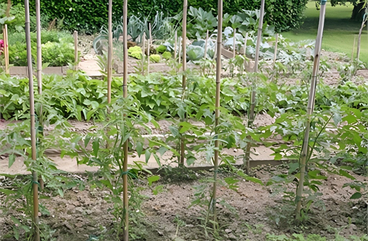 deux rangees de plants de tomates en premier plan avec des tuteurs en bamboo sur fond de potager
