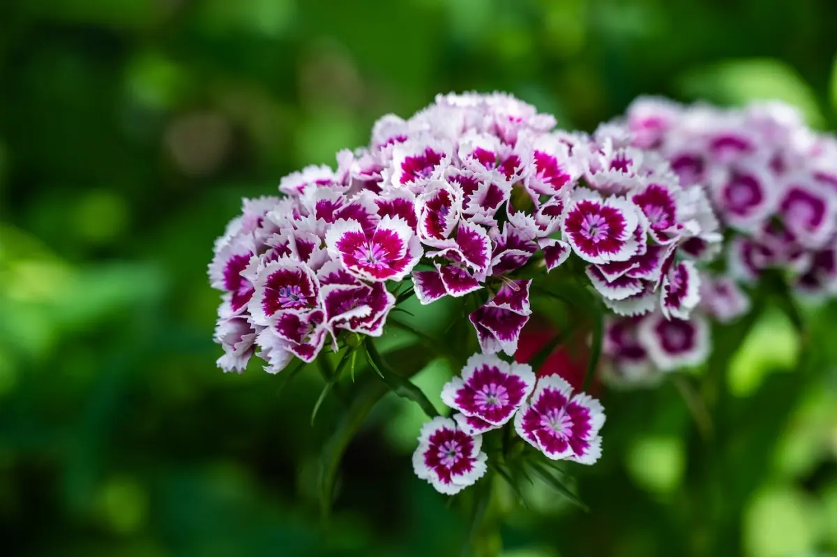 dianthus oeillets couleur violet blanc petales fleurs soleil exposition nature