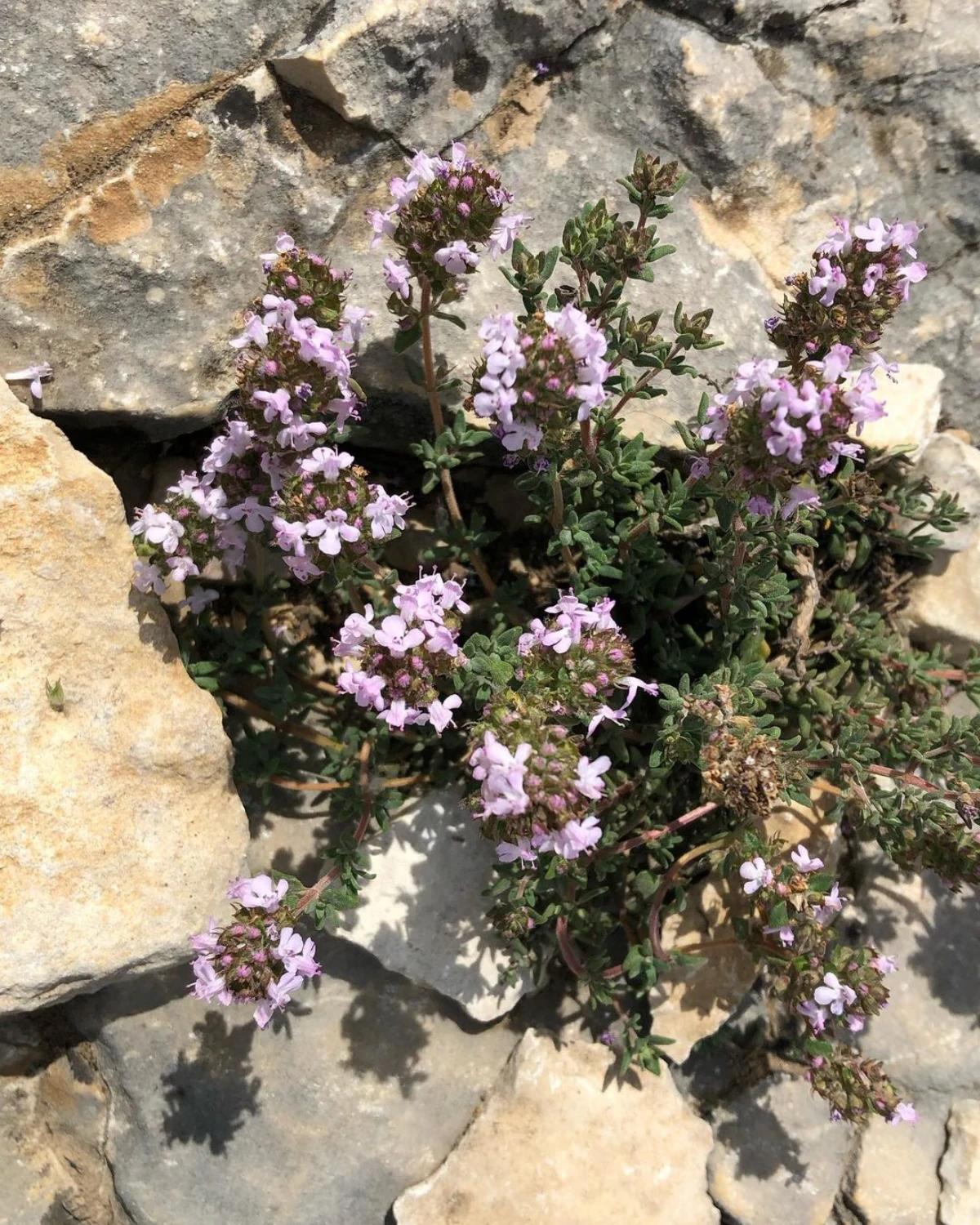 du thym qui pousse dans un rocher fleurs violettes
