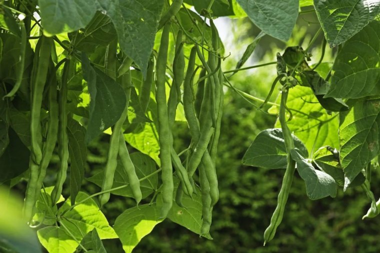 engrais naturel pour les haricots verts guide complet