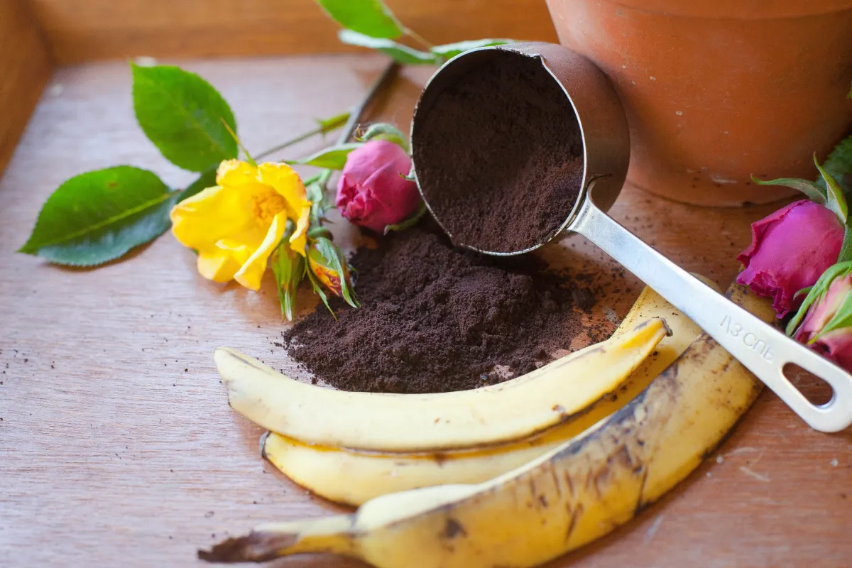 engrais peau de banane marc de cafe pot terre cuite plante culture rosiers en pot