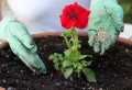 Engrais naturel pour pétunia : conseils et recettes pour une floraison spectaculaire à petit prix !