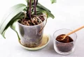 Engrais pour orchidée fait maison : Voici les meilleurs ingrédients naturels à utiliser !
