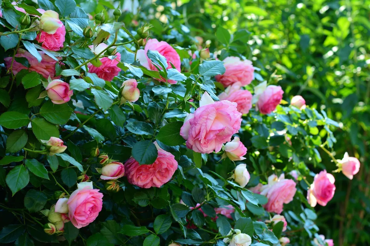 entretien plantes fleuries jardin arbustes ornementale rose feuillage verf fonce