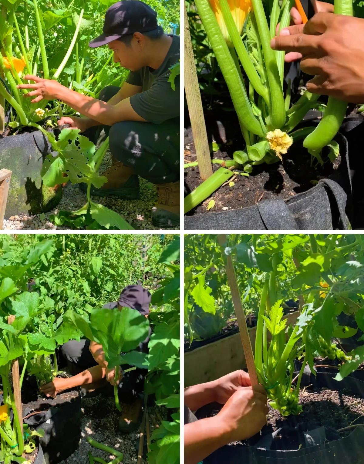 entretien taille plant de courgette support coupe feuilles inferieures