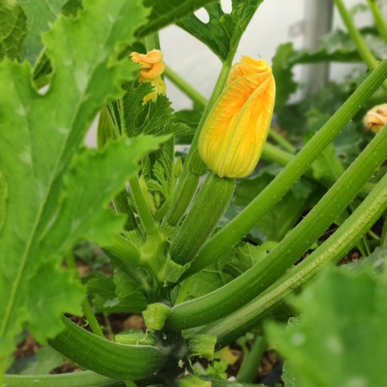 entrietien des courgettes conseils tiges vertes fleur orange