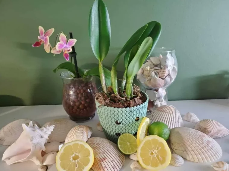 est ce que le citron est bon pour les orchidees