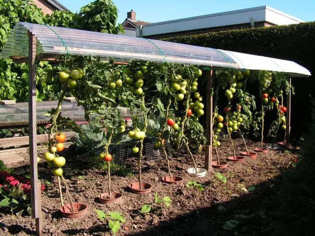 fabrication d un toit pour les tomates