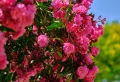Comment booster la floraison du laurier rose et favoriser son épanouissement tout au long de l’été