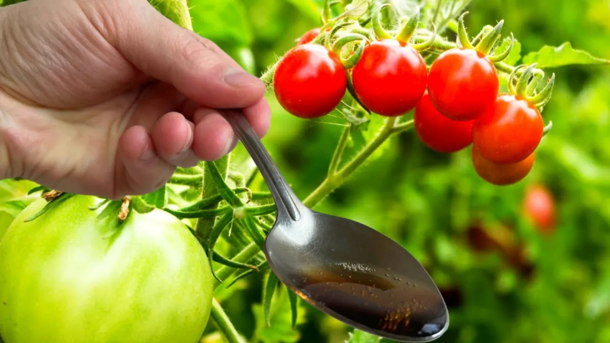 faire pousser des tomates rapidement main avec cuillere a soupe surtomates