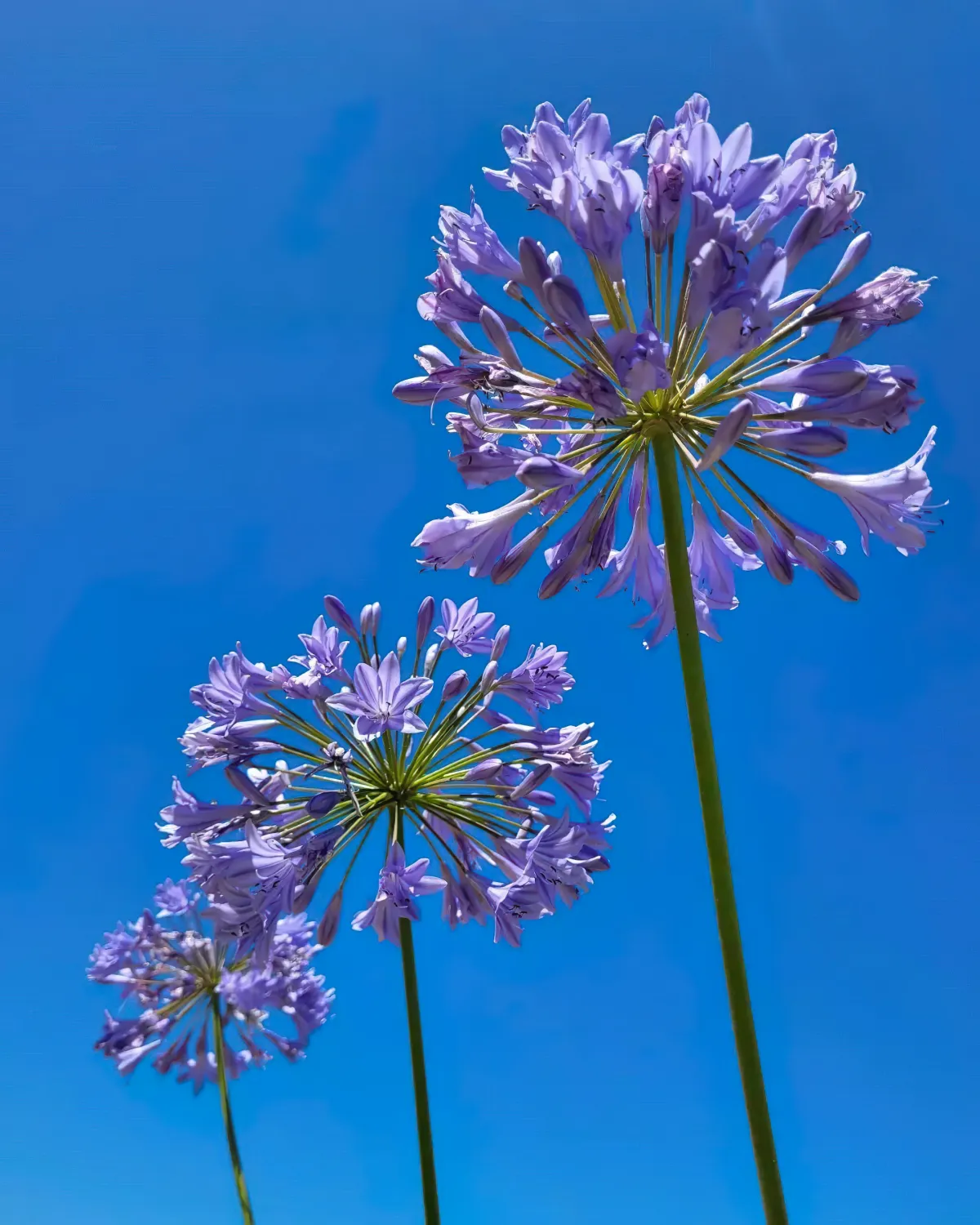 faut il couper les feuilles des agapanthes conseils de pro