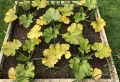 Faut-il couper les feuilles jaunes des courgettes ? La liste des causes et des solutions adéquates selon les agriculteurs