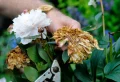 Faut-il couper les fleurs fanées des pivoines ? Pourquoi, quand et comment ?