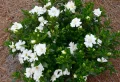 Comment faire pour faire refleurir mon gardénia ? Voici la réponse détaillée !