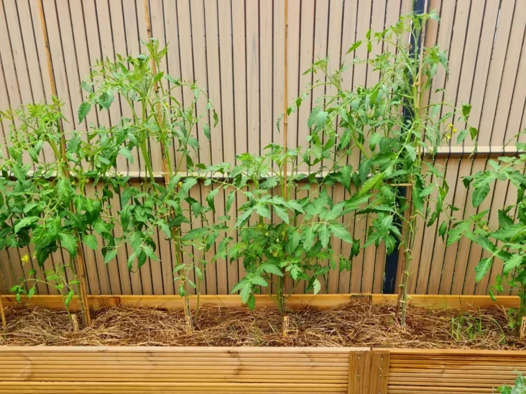 faut il mettre du paillis au pied des plantes du potager en ete