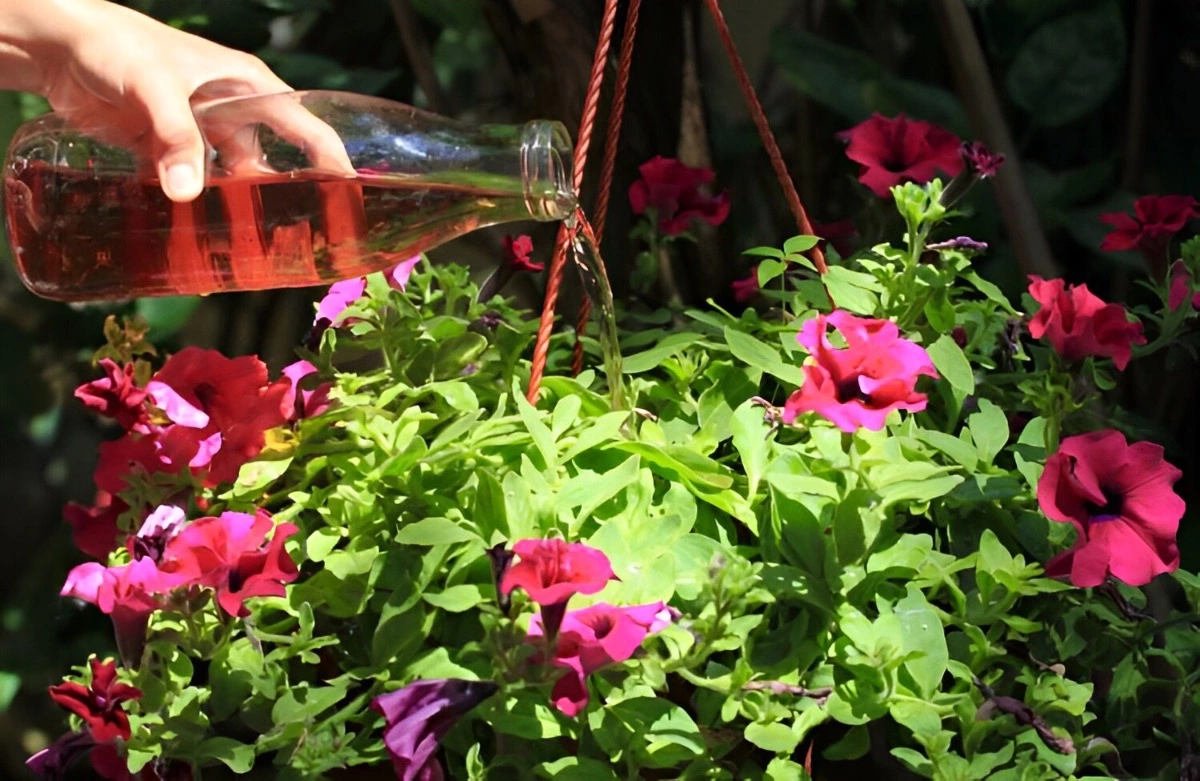 fertiliser des petunias avec un liquide dans une bouteille en verre avec une main visible