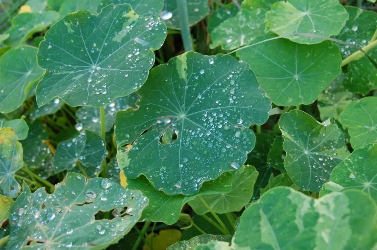 feuillage courgette gouttes d eau taches feuilles maladie plantes potager