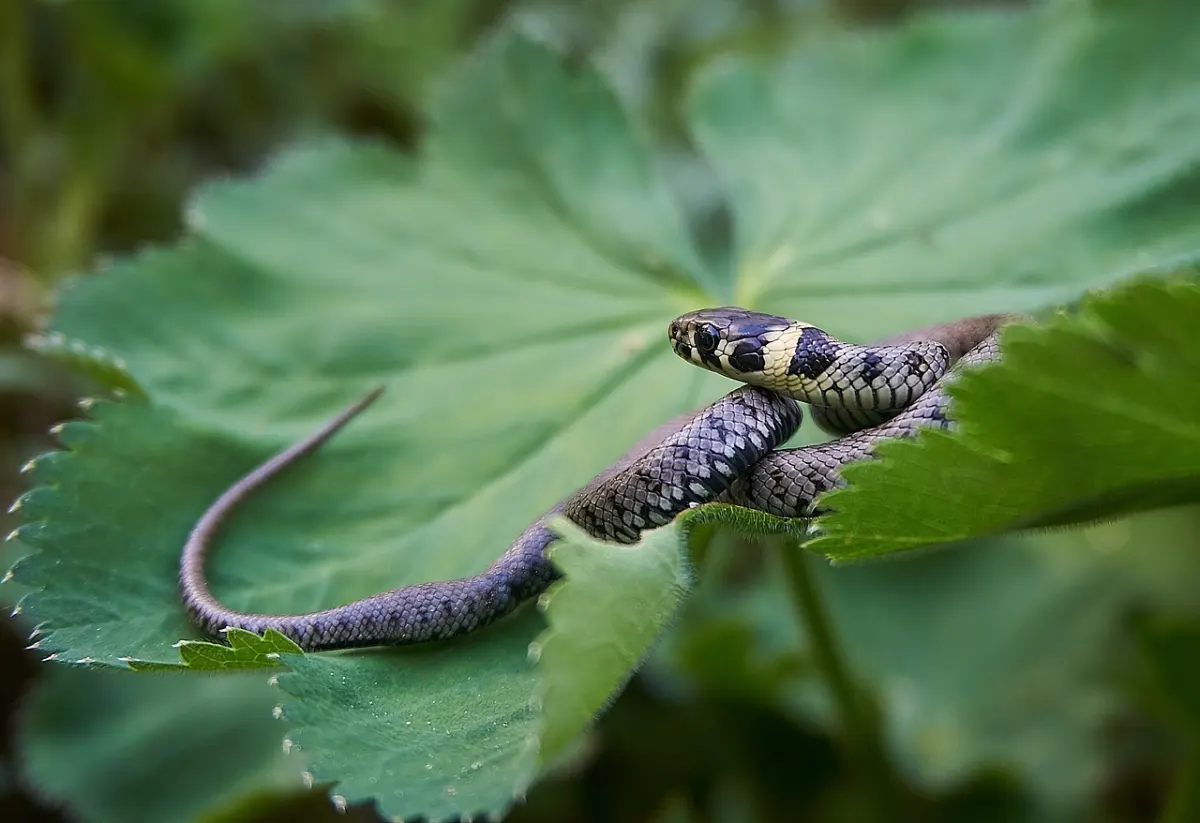 feuillage reptile plantes comment ne pas attirer les serpents