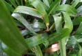 Faut-il couper les feuilles des agapanthes : tout ce que vous devez savoir sur les bonnes pratiques