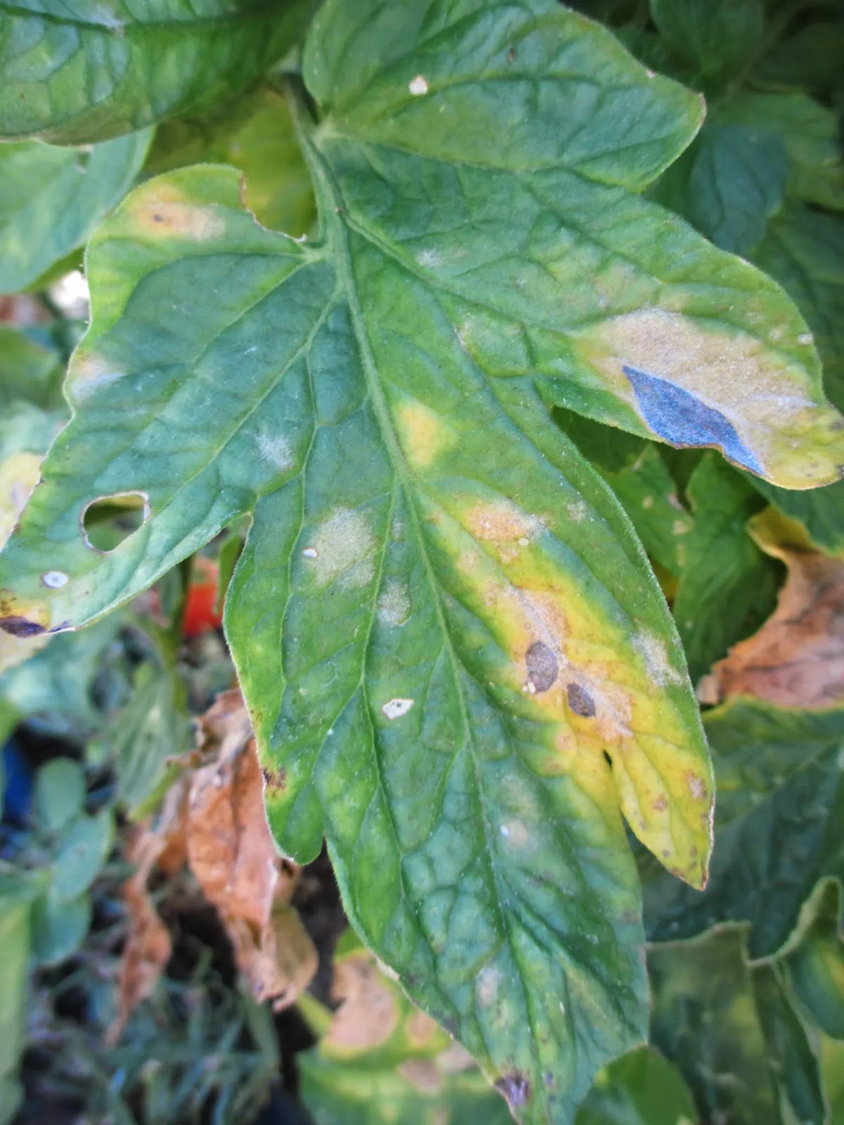 feuilles de tomates touchées par un mildiou maladie cryptogammique