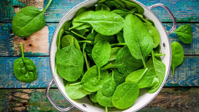 feuilles d'epinards dans saladier legume ideal a planter aux pieds des courgettes