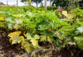 Faut-il couper les feuilles jaunes des courgettes ? La liste des causes et des solutions adéquates selon les agriculteurs