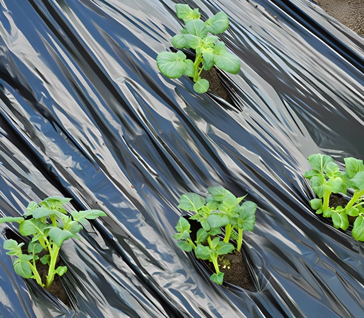film de paillage noir dans le jardin avec des ouvertures cisaillees pour les plantes
