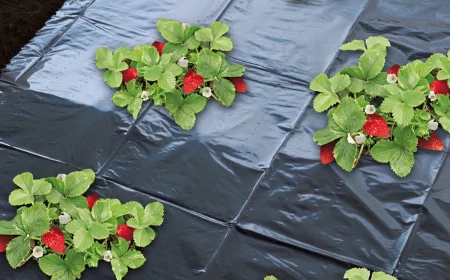 film de paillage noir pour desherber les fraisiers avec des fruits murs