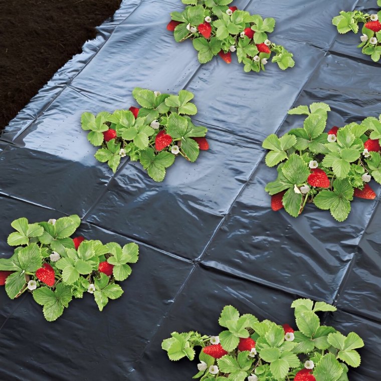 film de paillage noir pour desherber les fraisiers avec des fruits murs