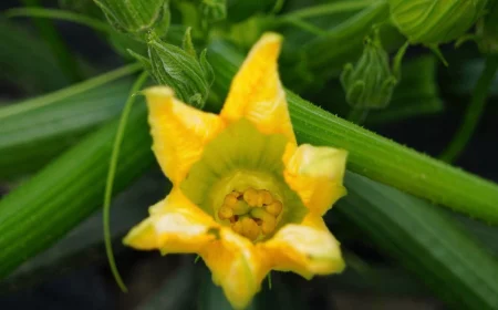 fleur de courgette qui ressemble a une etoile jaune sur fond des branches du plant de courgette