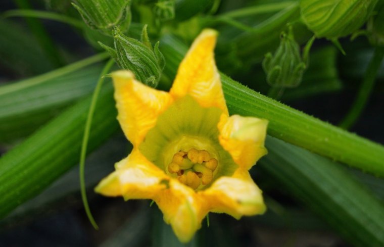 fleur de courgette qui ressemble a une etoile jaune sur fond des branches du plant de courgette