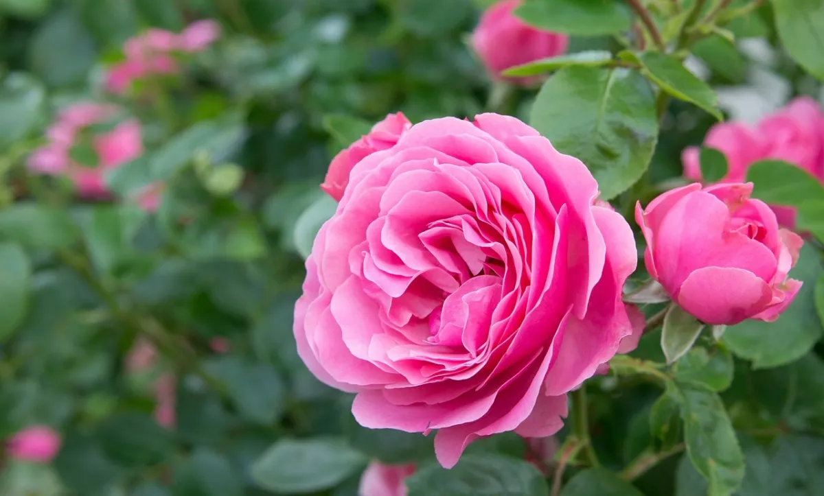 fleur rose feuillage arbuste ornemental jardin rosier entretien