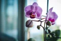 Comment enlever les pucerons blancs sur mes orchidées ? Guide des solutions au problème