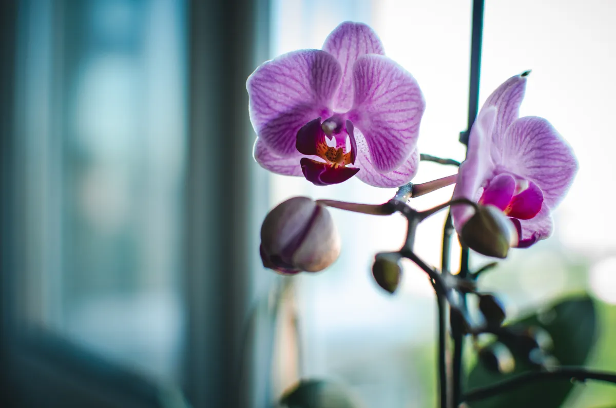 fleur violette tige support orchidee exposition fenetre lumiere plante fleurie