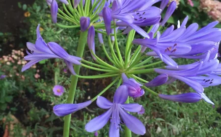 fleurs d agapanthes violettes sur deux tiges sur fond de jardin fleuri