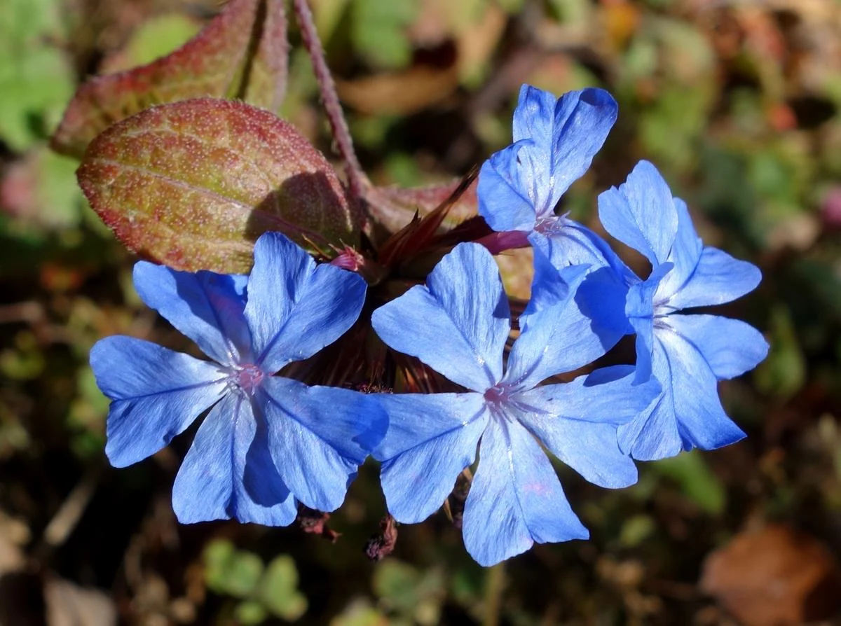fleurs d ete resitstantes a la chaleur fleur blue