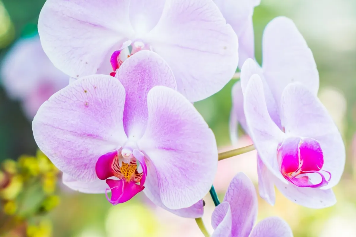 fleurs d orchidee couleur blanc violet floraison plante d interieur