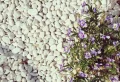 Comment faire un devin parterre de fleurs avec des cailloux blancs ? Un jardin de rêve moderne et sans mauvaises herbes
