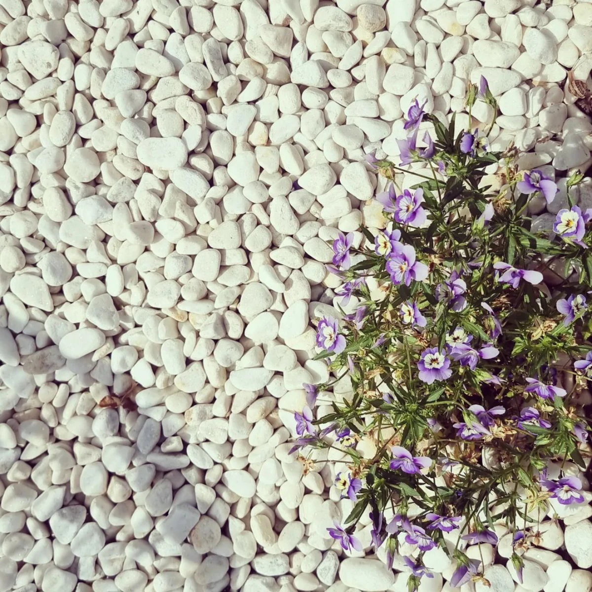 fleurs soucies violettes parmi des galets blancs