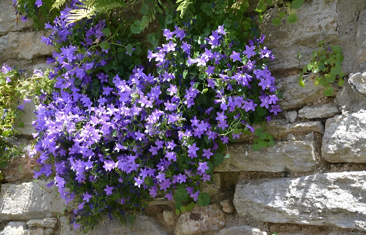 fleurs violettes de campanule qui pousse dans les interstices d un mur en pierre