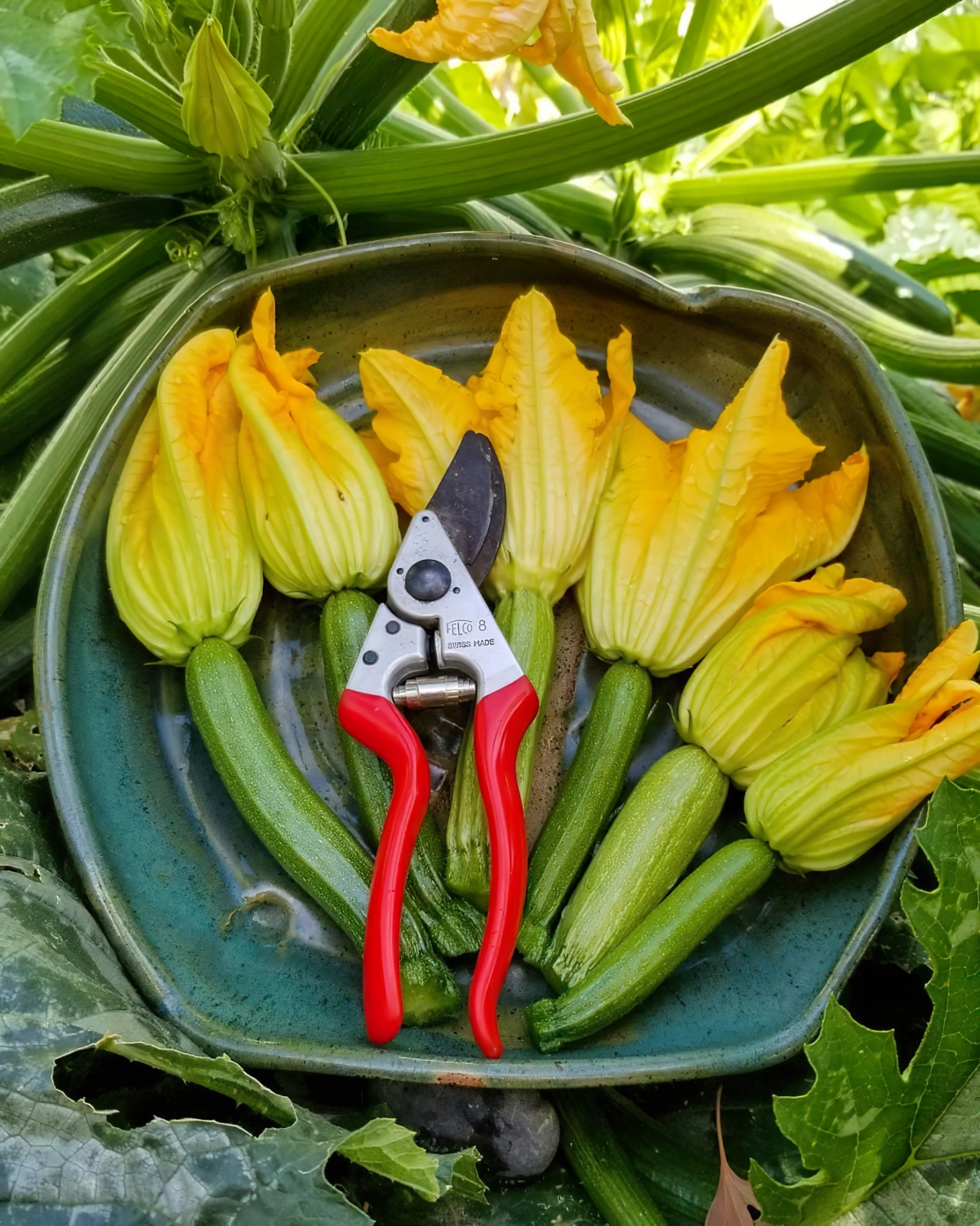 floraison courgette taille fleurs plants potager outil de jardinage