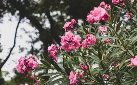floraison laurier rose gestes d entretien pour avoir une plante saine