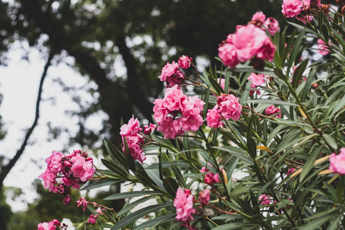 floraison laurier rose gestes d entretien pour avoir une plante saine