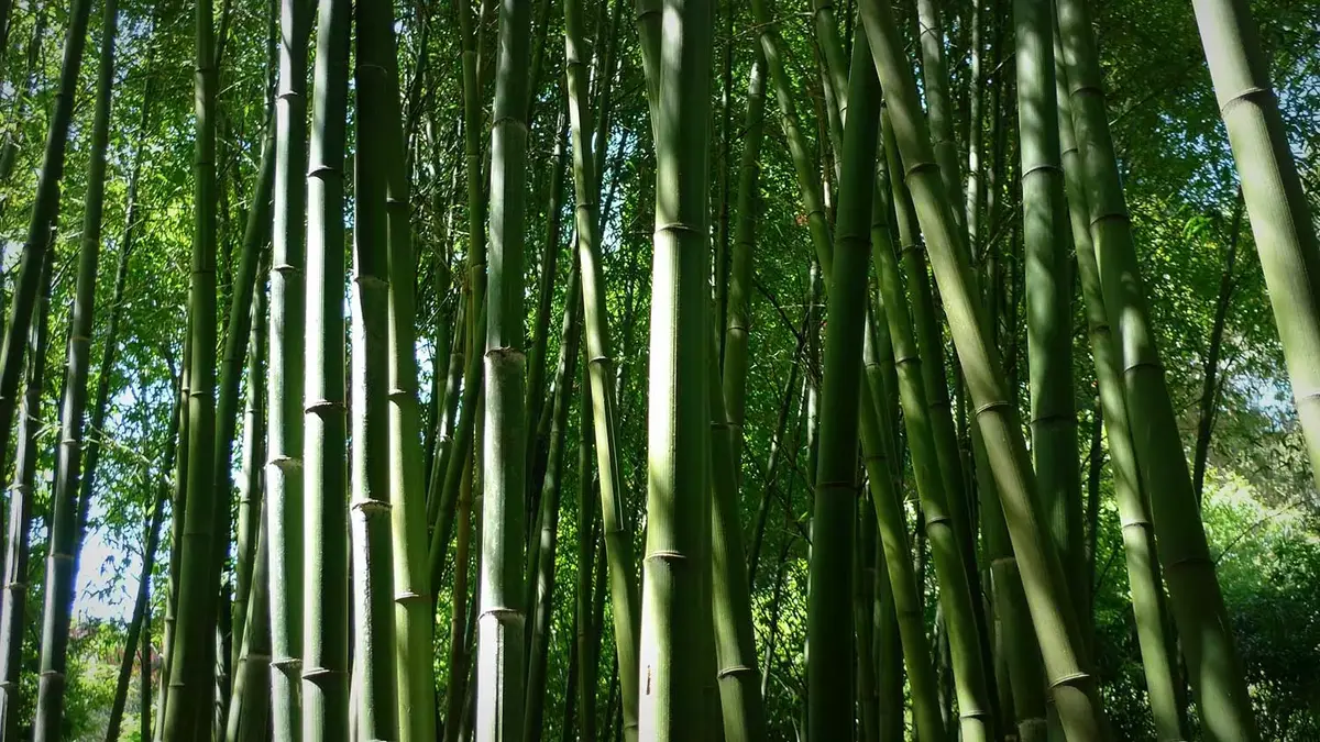 foret de bambous quels bambou pour une haie brise vue