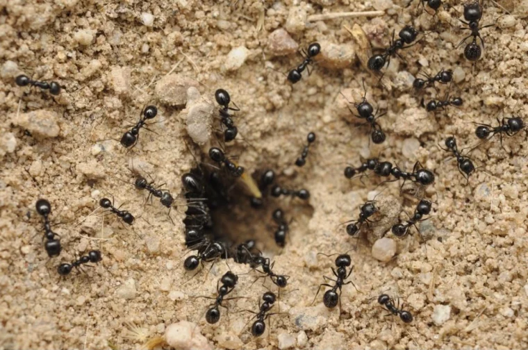 fourmis noires a l entree de la fourmiliere