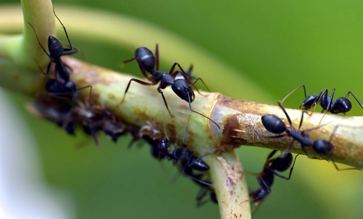 fourmis noires sur une branche sur fond vert